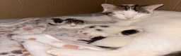 Mixed Breed cats for sale:     ✨ Adorable Kittens – 2 Boys & 1 Girl ✨ in Manchester - Advert 1