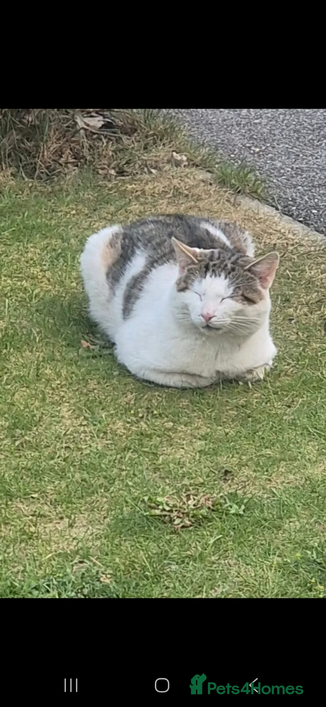 British Shorthair cats for sale: Urgent rehoming for cat!! in Pontefract - Advert 2