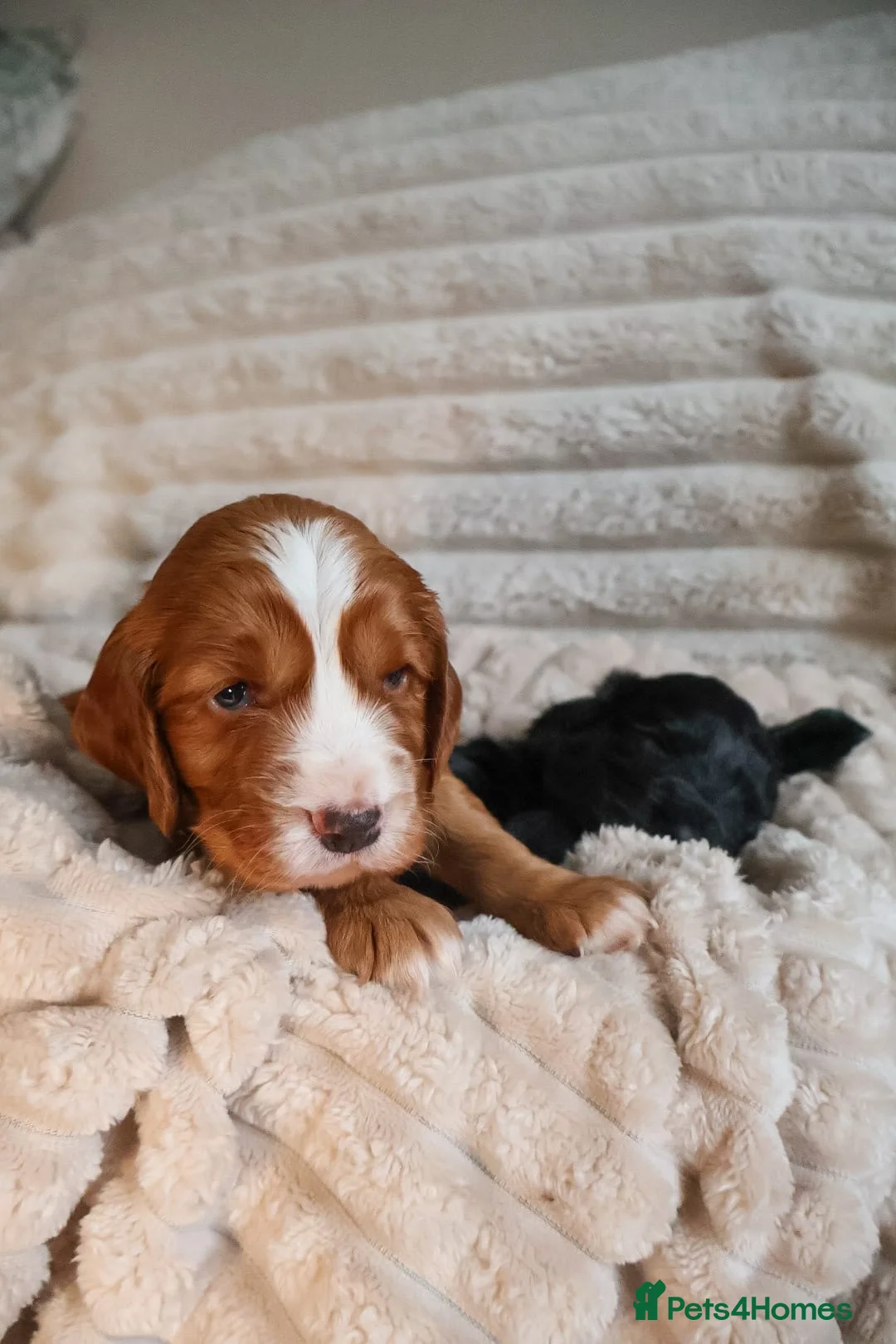 Cocker Spaniel dogs for sale: Cocker Spaniel Puppies - Advert 20