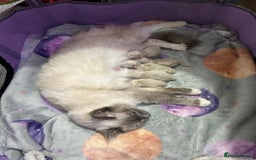 Ragdoll cats for stud: Ragdoll Stud  in Manchester - Image 19