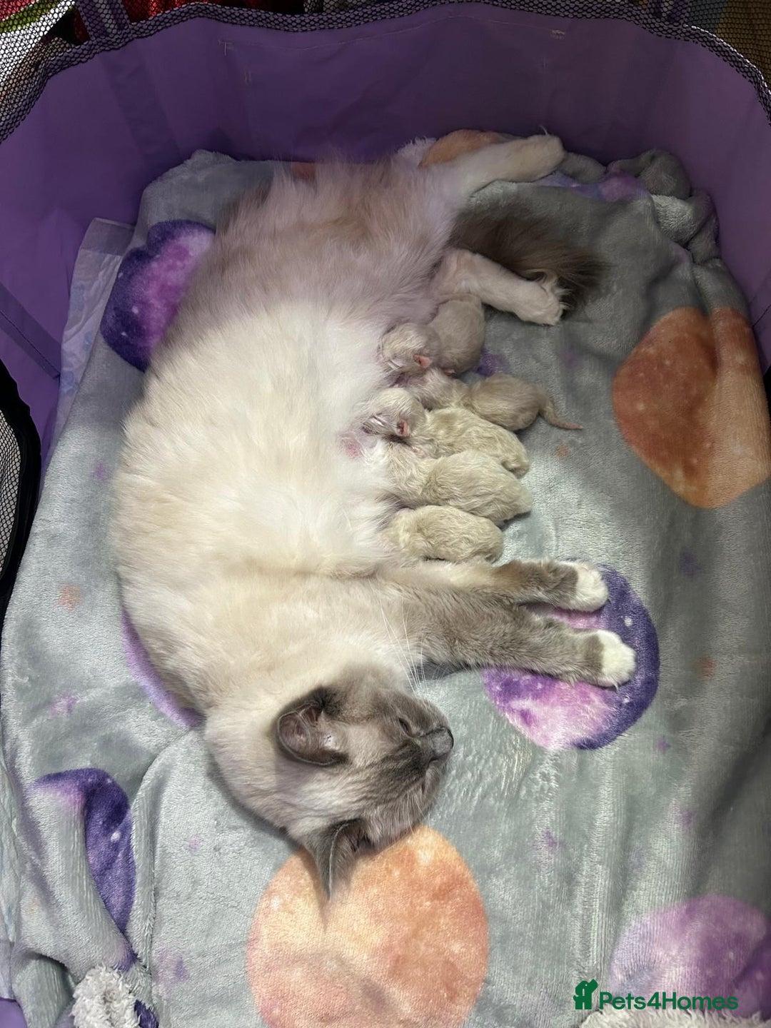 Ragdoll cats for stud: Ragdoll Stud  in Manchester - Image 19