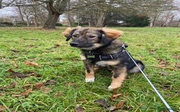 Mixed Breed dogs for adoption: Meet Little BEAR, a Lovely but naughty Boy... - Image 34