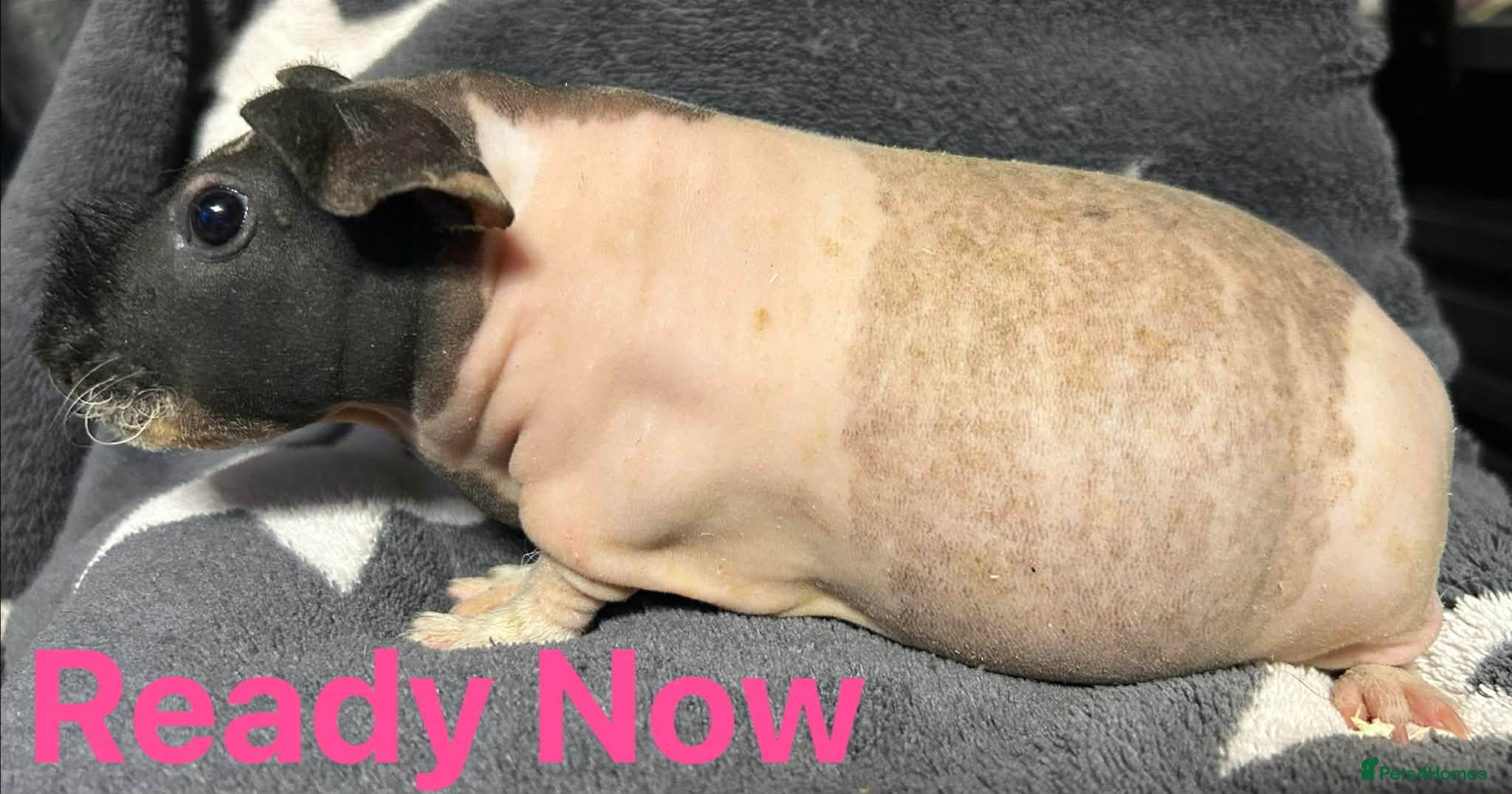Guinea Pig rodents Skinny Pig Sows. READY NOW/RESERVE - Advert 1