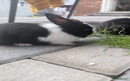 Mixed Breed rabbits for sale: Netherland Dwarf mix Lionhead - Image 8