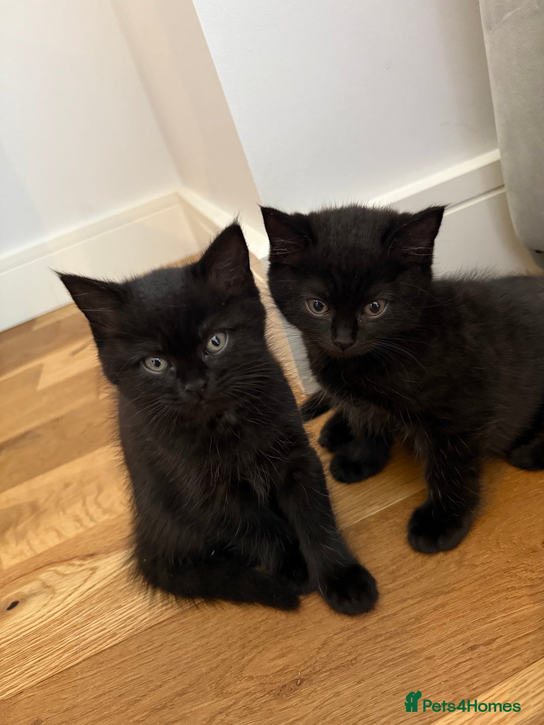 British Shorthair cats for sale: 🐾 Beauitful British Short Hair X 🐾  - Image 7
