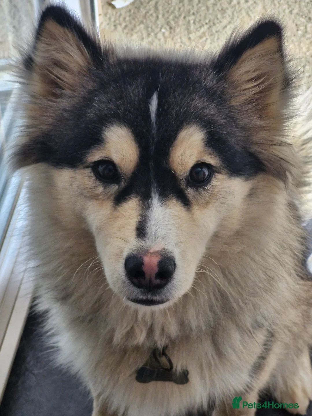 Pomsky dogs for sale: Pomsky puppies - Advert 1