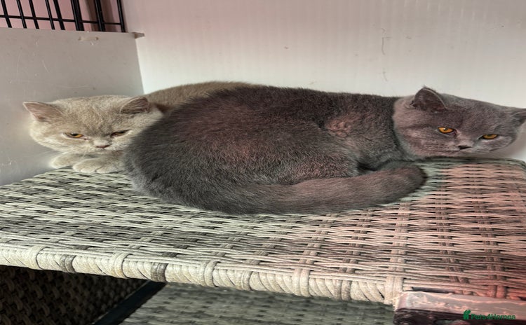 British Shorthair cats 1 left Stunning British shorthair kittens - Advert 12