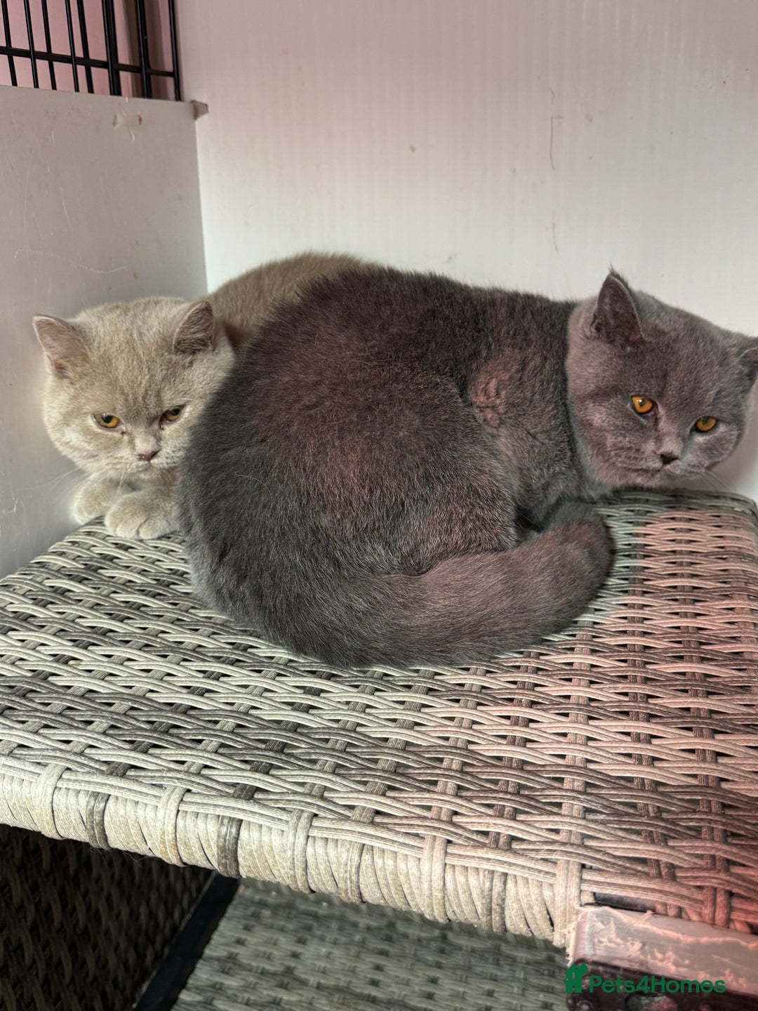 British Shorthair cats for sale: 1 left Stunning British shorthair kittens - Image 4