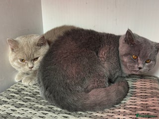 British Shorthair cats 1 left Stunning British shorthair kittens - Advert 14
