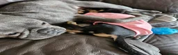 Mixed Breed dogs for sale: Last female  - Advert 4