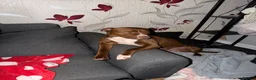 American Bully dogs for sale: Lexi - classic American bully  in Bilston - Advert 2