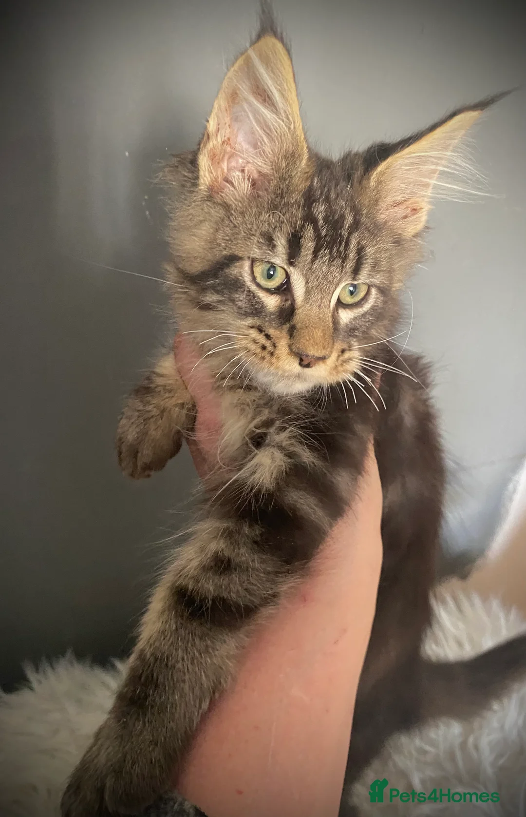 Maine Coon cats for sale: Full Maine Coon kittens  - Advert 2
