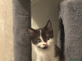 Domestic Shorthair cats Kittens For Sale - Advert 4