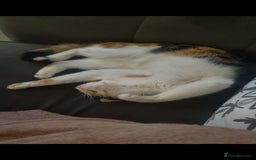 Mixed Breed cats for sale: Female cat - Image 3