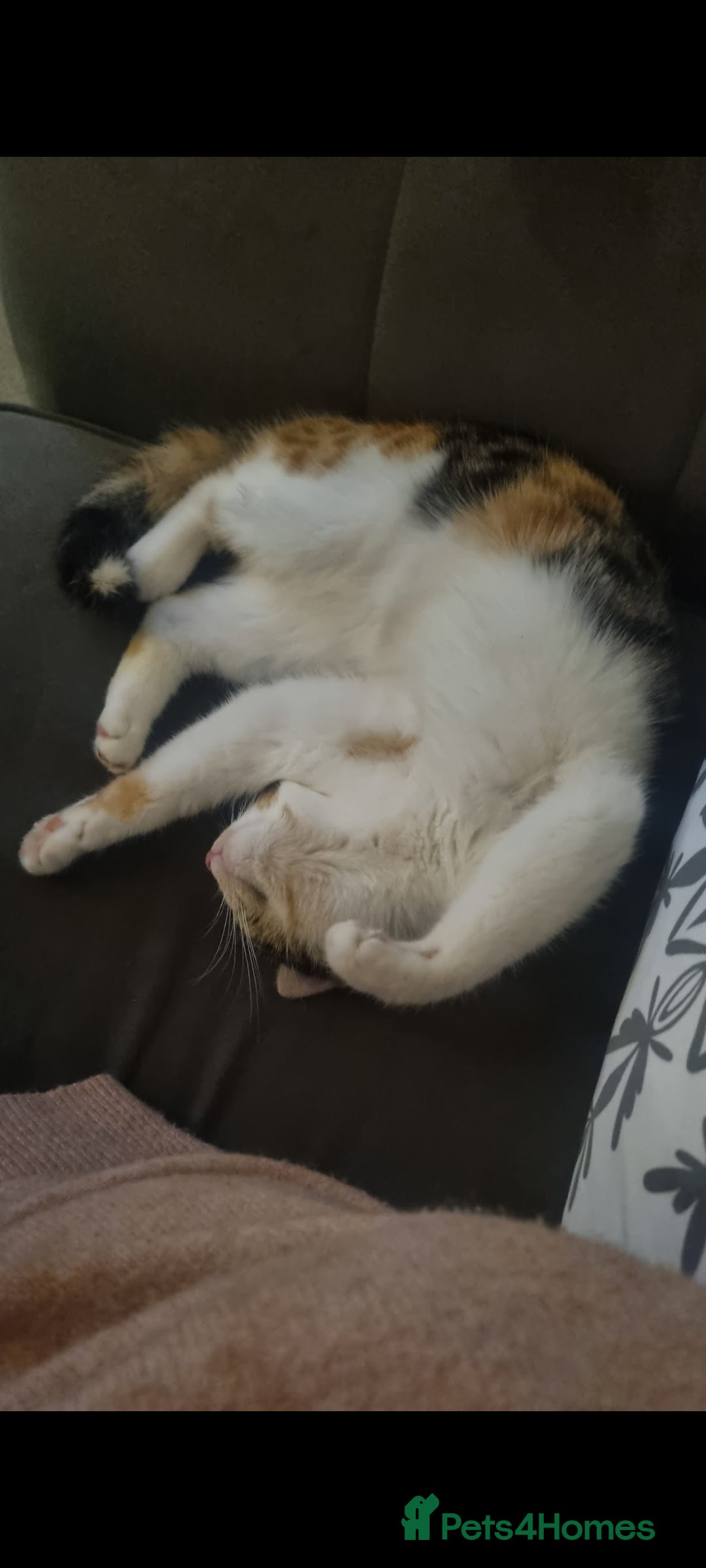 Mixed Breed cats for sale: Female cat - Image 3