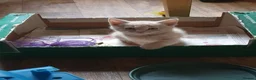 Mixed Breed cats for sale: Last of the Summer Kits - Advert 3