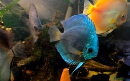 Killifish fish for sale: the fish that are in the photo Read the descriptio - Advert 21