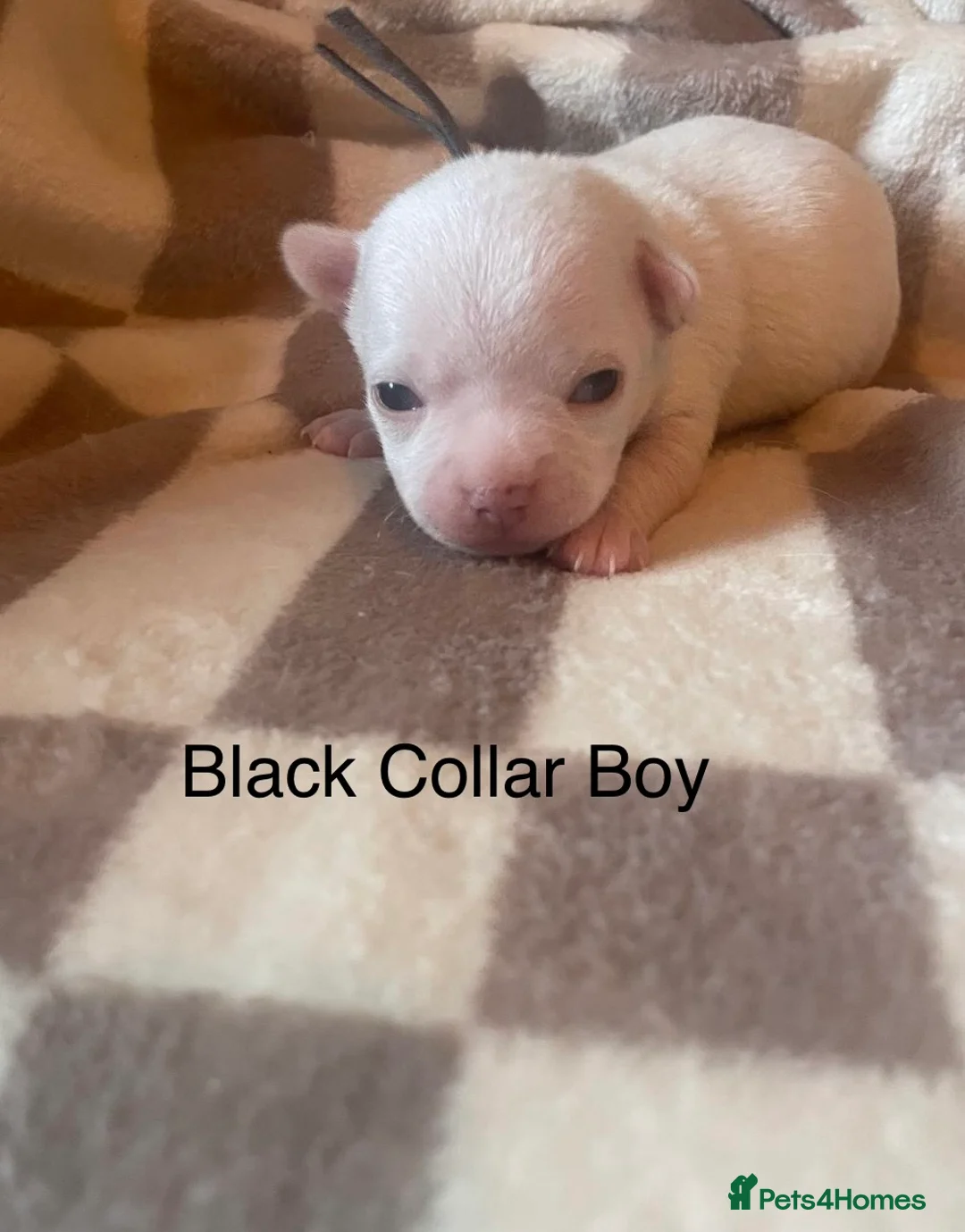 Chihuahua dogs for sale: Beautiful chihuahua puppys - Advert 11