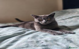 Mixed Breed cats for sale: British Shorthair mixed - Image 9