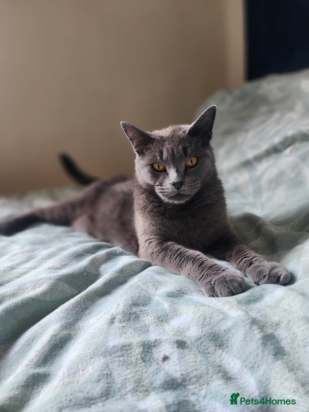 Mixed Breed cats for sale: British Shorthair mixed - Image 9