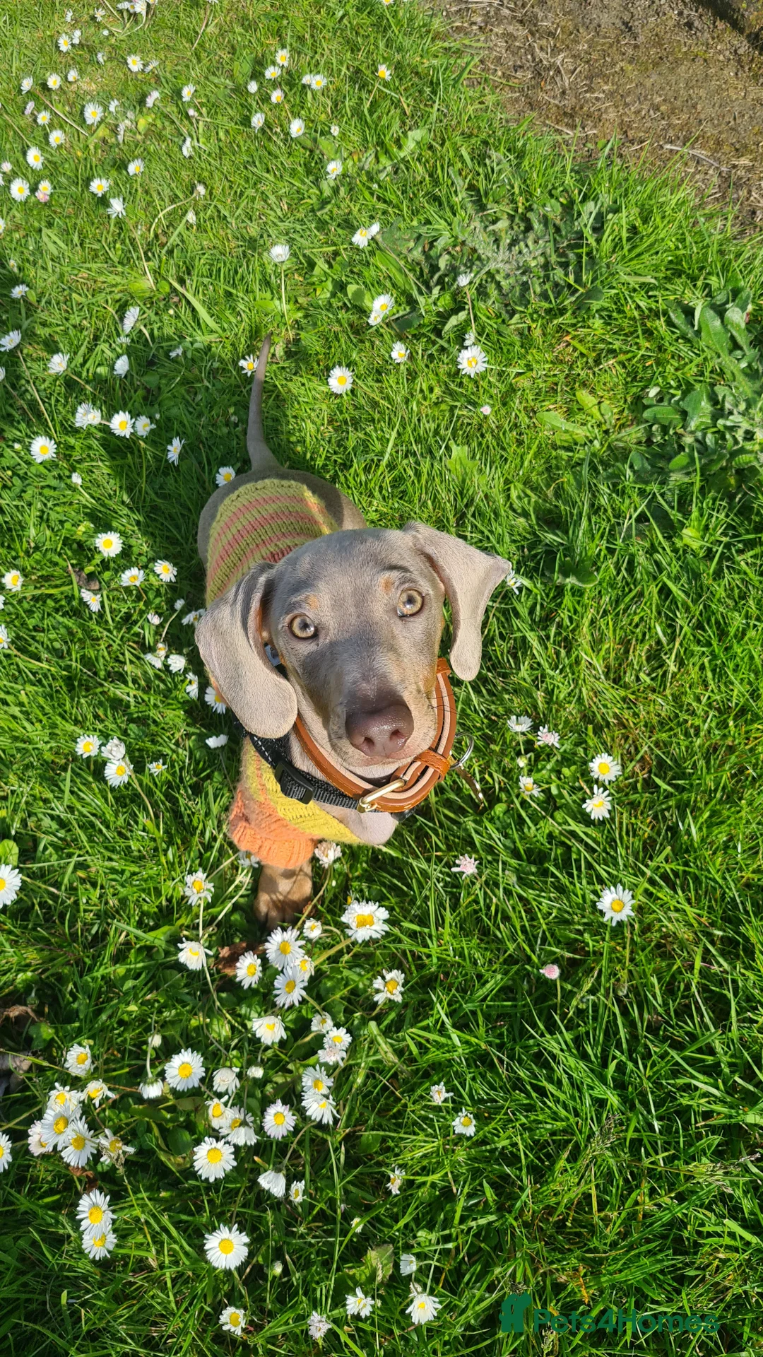 Miniature Dachshund dogs for stud: Stud dog available for studding - Advert 19