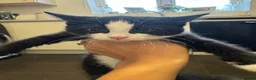 Mixed Breed cats for sale: Female kitten - Advert 2