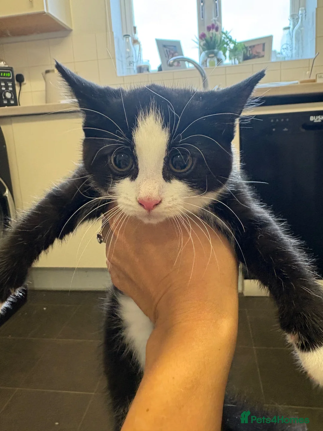 Mixed Breed cats for sale: Female kitten - Advert 2