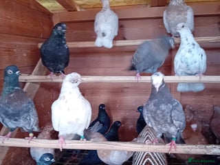 Pigeons birds - Advert 21