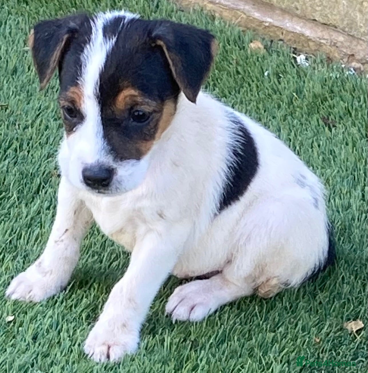 Jack Russell dogs Jack Russell puppies  - Advert 14