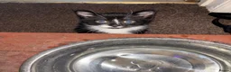 Mixed Breed cats for sale: 2 male kittens  - Advert 5