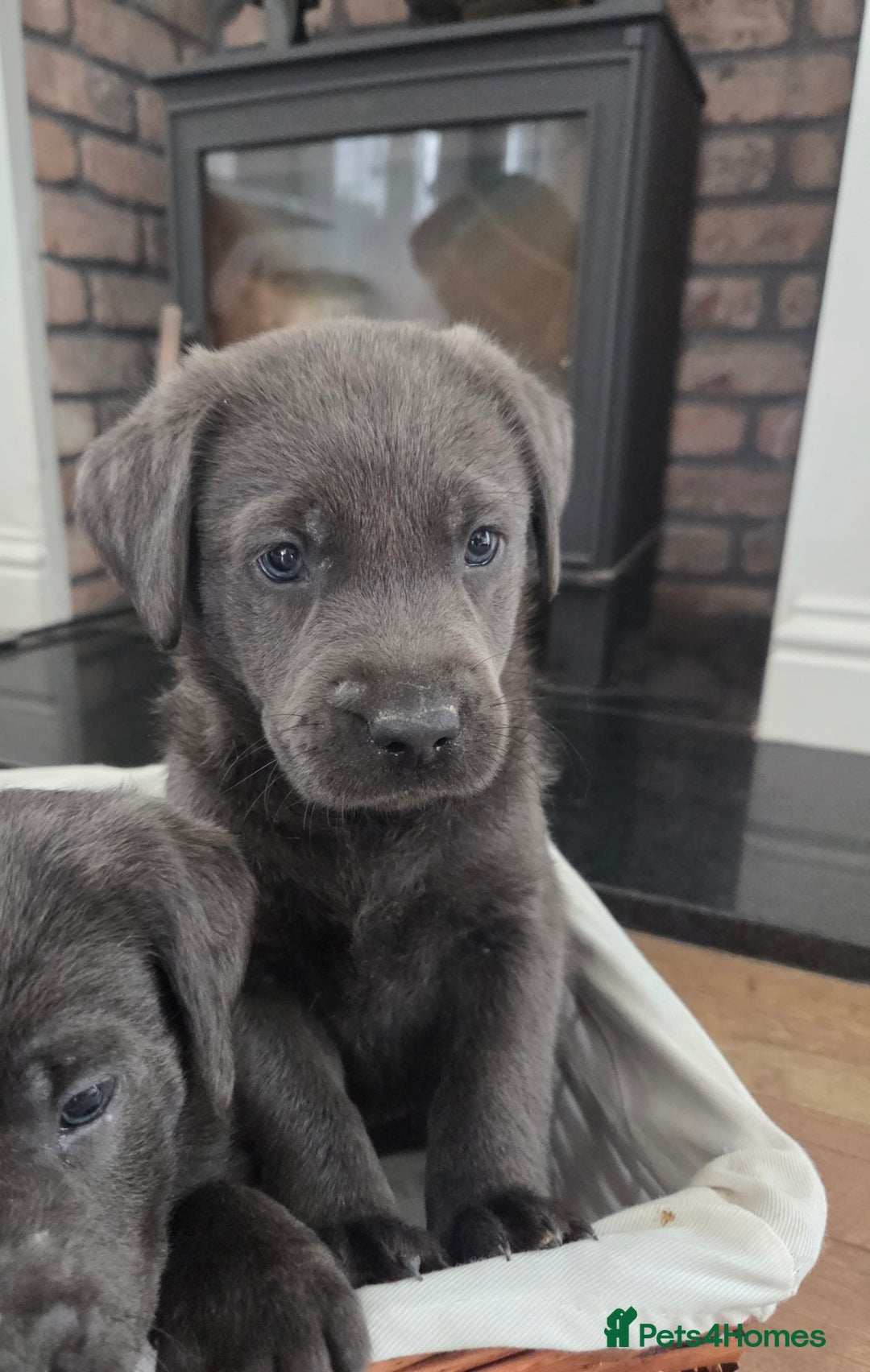 Labrador Retriever dogs for sale: 🩶 beautiful silver/Charcoal KC reg puppies 🩶 - Image 13