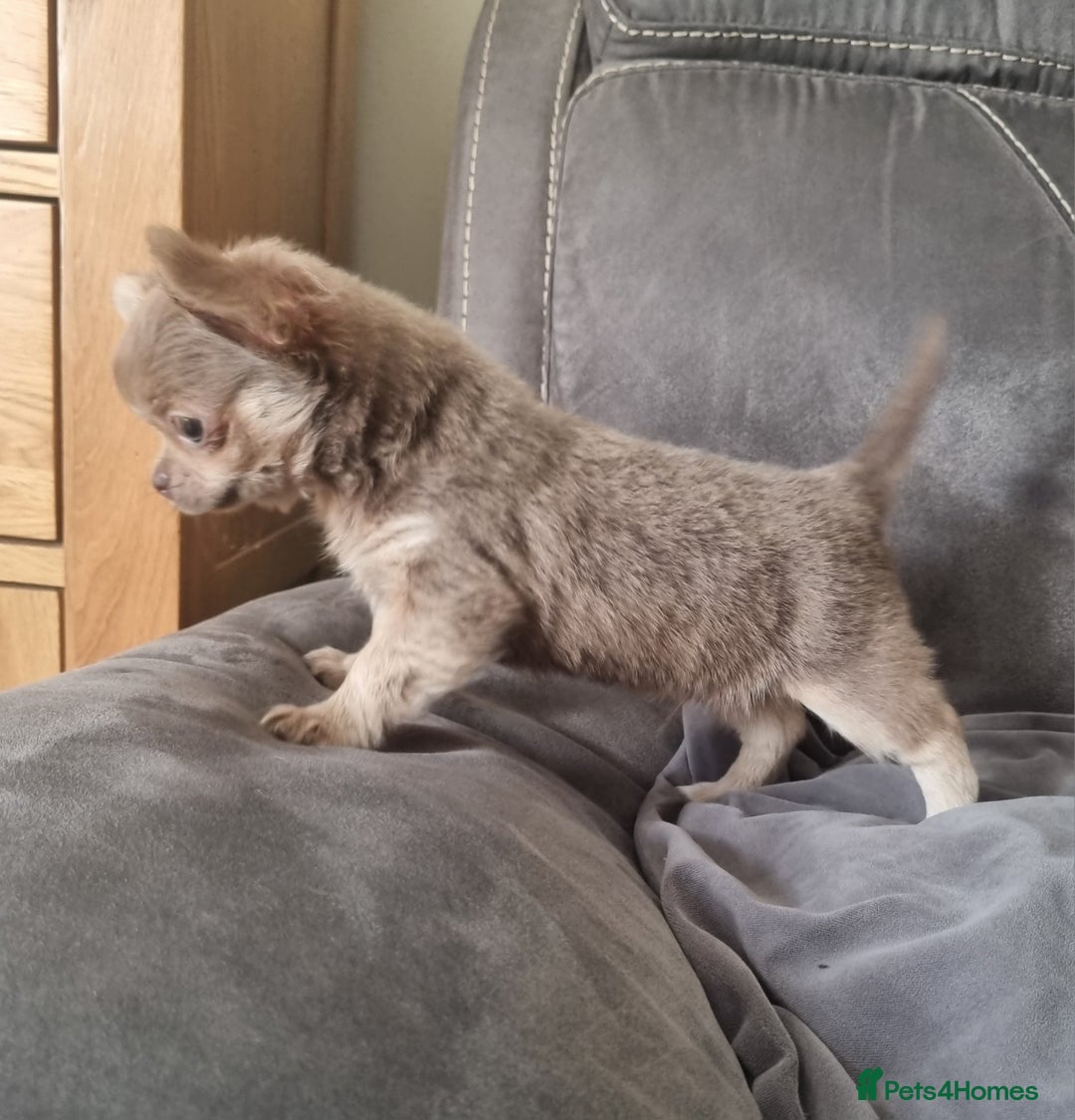 Chihuahua dogs for sale: READY NOW KC Reg Chihuahua boy longhair - Image 8
