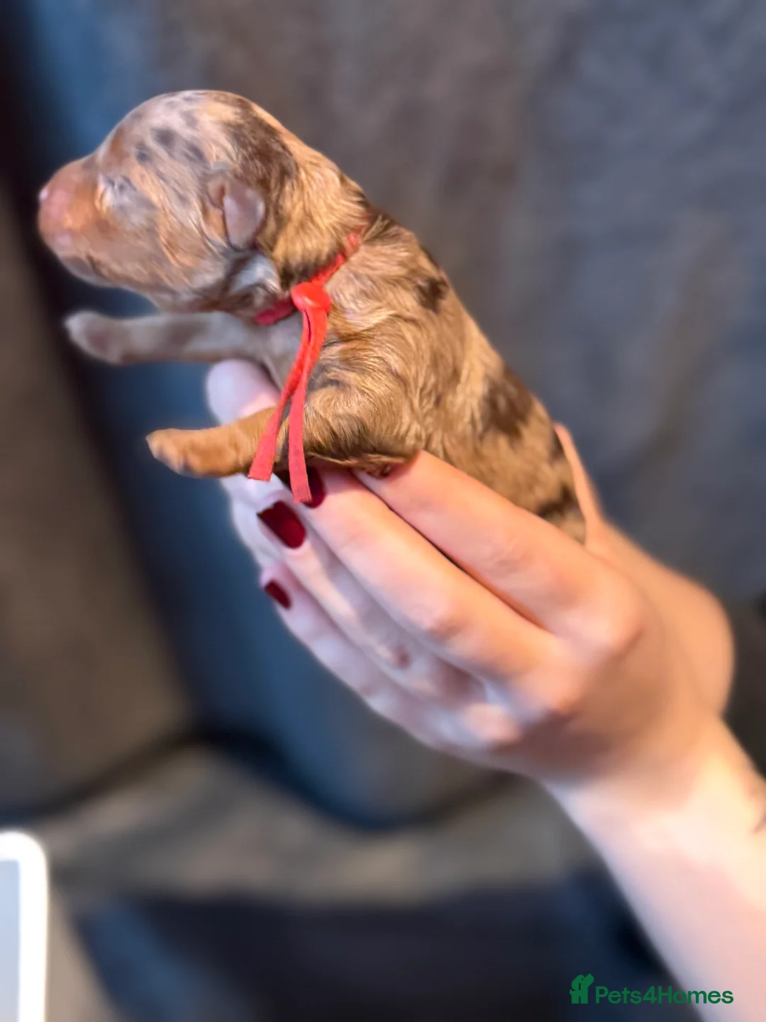 Cavapoo dogs for sale: F1b Health tested Phantom chocolate Merle Cavapoo - Advert 26