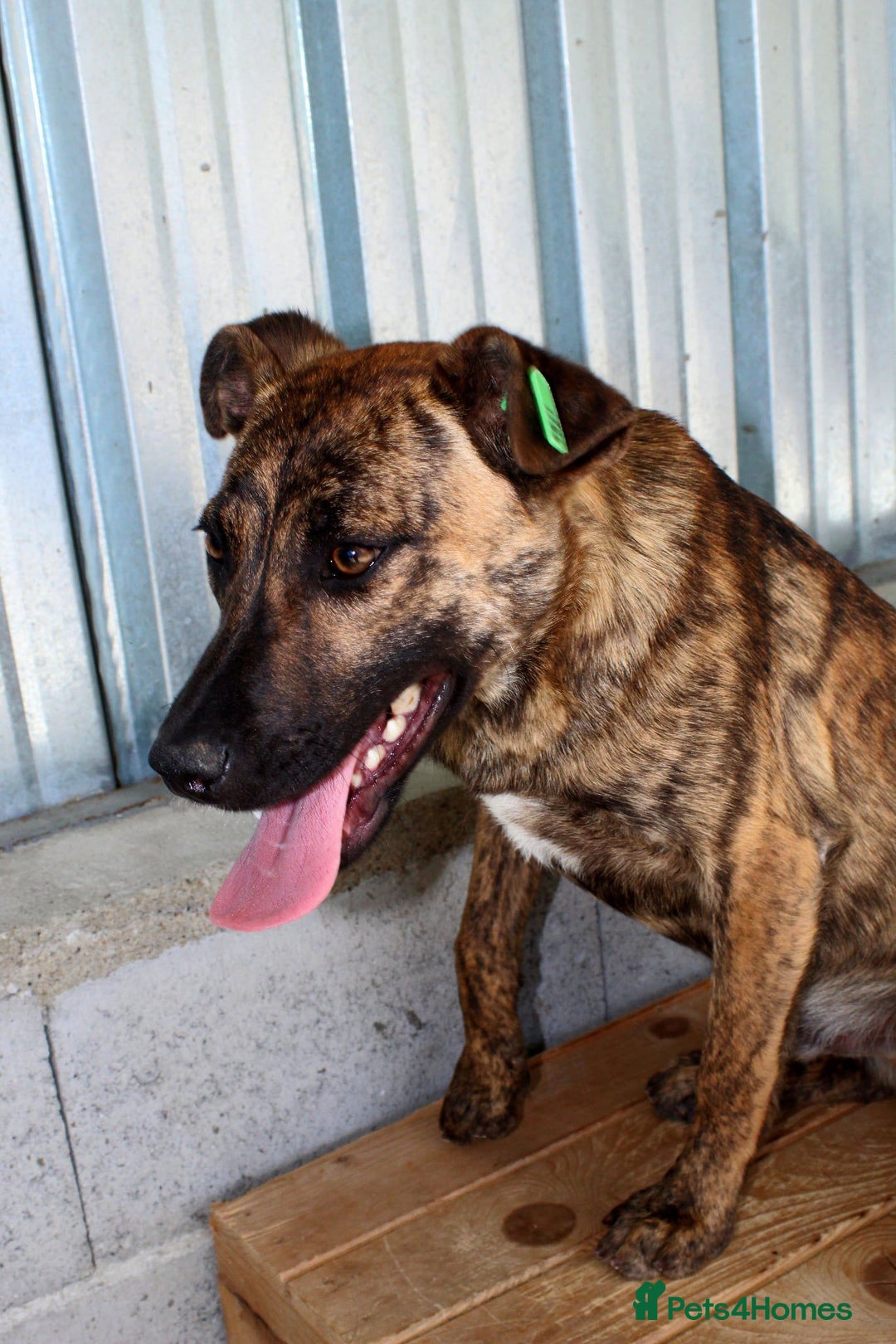 Mixed Breed dogs for adoption: Brindle, approx 7 months. Available for adoption. - Image 3