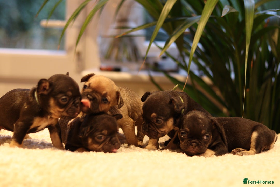 French Bulldog dogs for sale: Beautiful healthy full breed Frenchbulldog puppies - Image 13