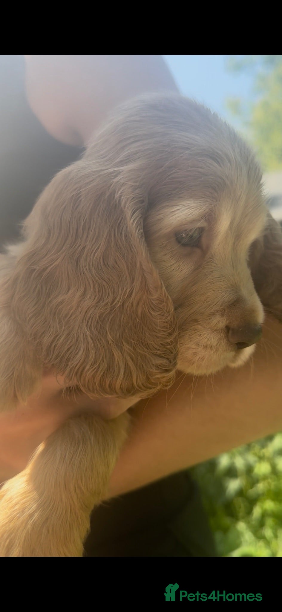 Cocker Spaniel dogs Show type cockerspaniel puppies *ready to leave ** - Advert 1