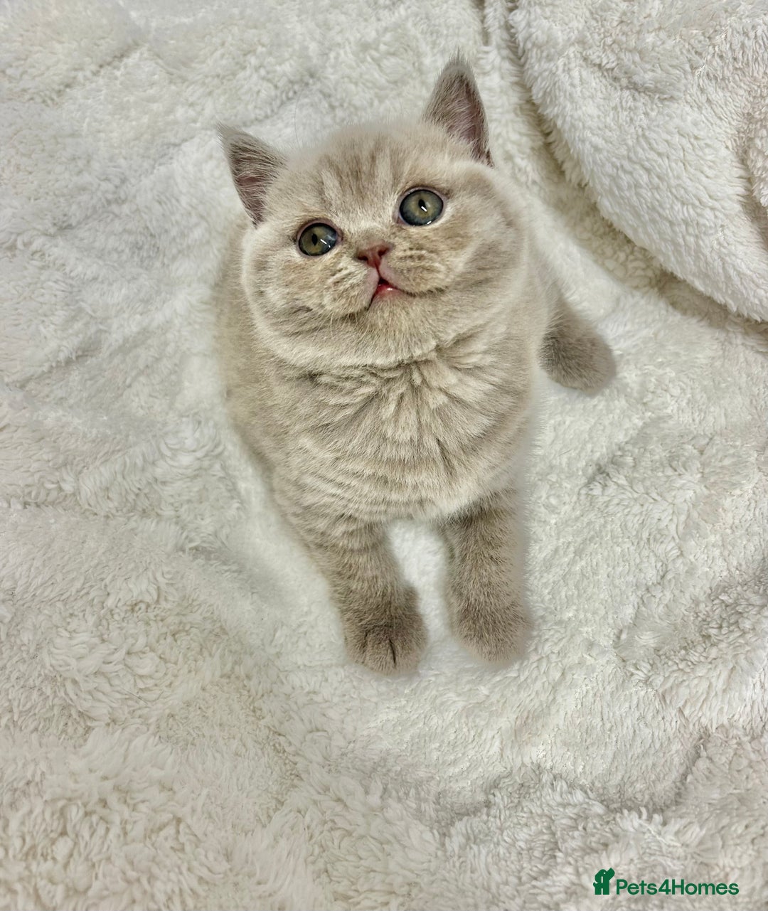 British Shorthair cats for sale: GCCF British Shorthair for Sale - Advert 35