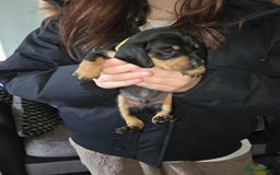Miniature Dachshund dogs for sale: Miniature dacshund pups for sale - Image 23
