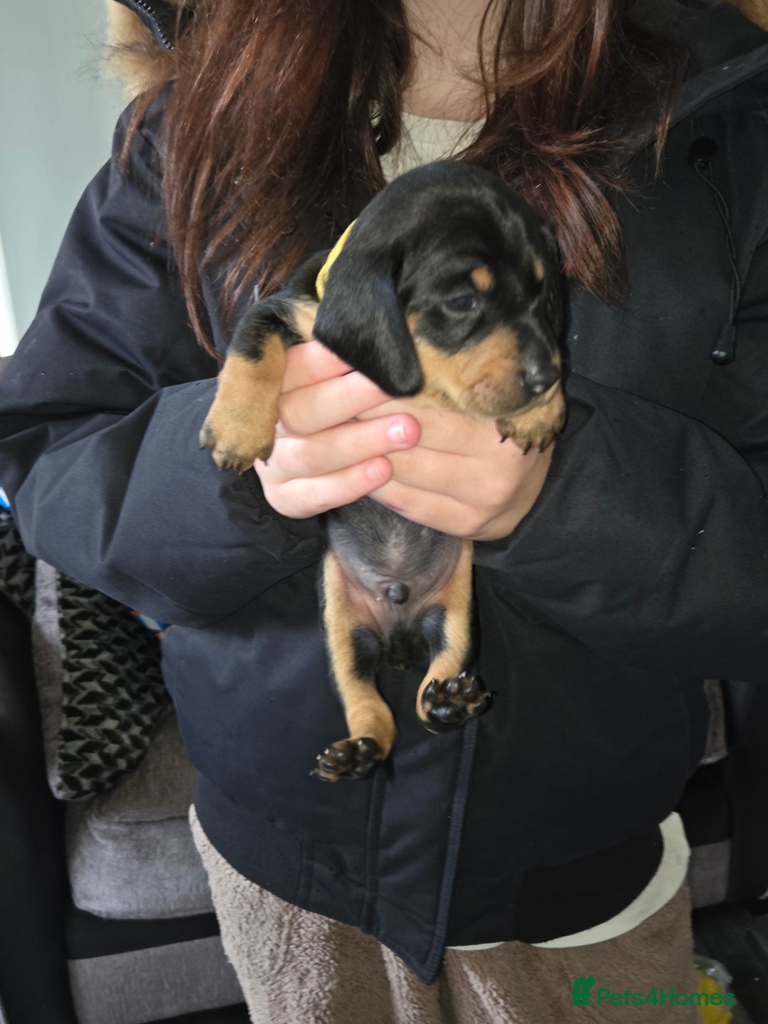 Miniature Dachshund dogs for sale: Miniature dacshund pups for sale - Image 23