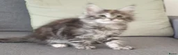 Maine Coon cats for sale: Tica registered Maine Coons  - Advert 10