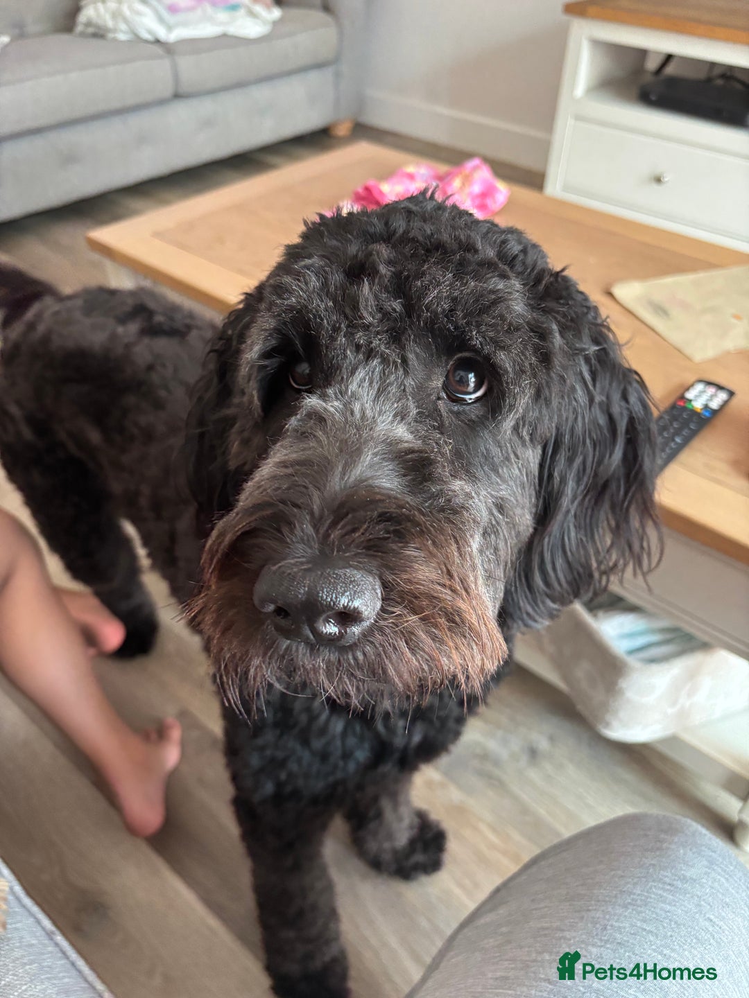 Mixed Breed dogs for sale: Gorgeous Ultimate Doodles! - Image 6