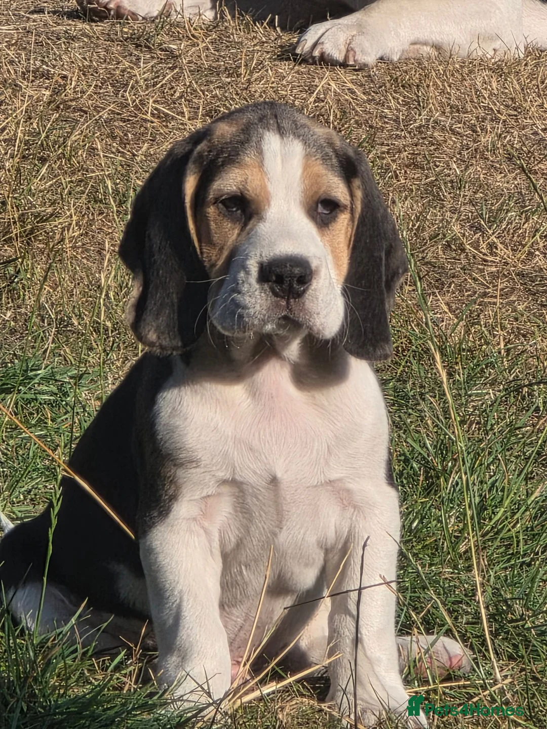 Beagle dogs for sale: Beautiful Beagle Puppies Looking For A Loving Home - Advert 2