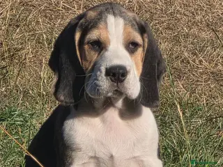 Beagle dogs Beautiful Beagle Puppies Looking For A Loving Home - Advert 4