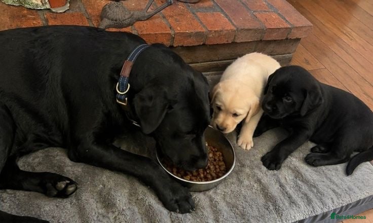 Labrador Retriever dogs 2 adorable labradors for sale - Advert 1