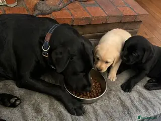 Labrador Retriever dogs 2 adorable labradors for sale - Advert 4