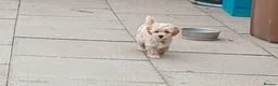 Maltipoo dogs for sale: Maltipoo puppies - Advert 16