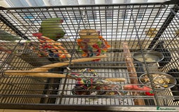 Parakeets birds for sale: Alexandrine Parrot 🦜  - Advert 3