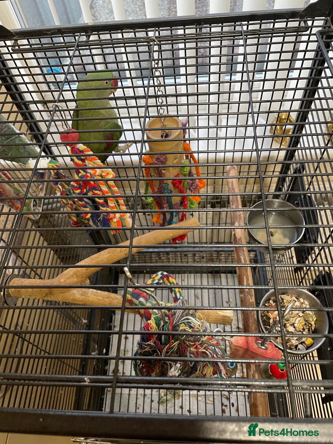 Parakeets birds for sale: Alexandrine Parrot 🦜  - Advert 3
