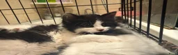 British Longhair cats for sale: 4 kittens british long hair  - Advert 3
