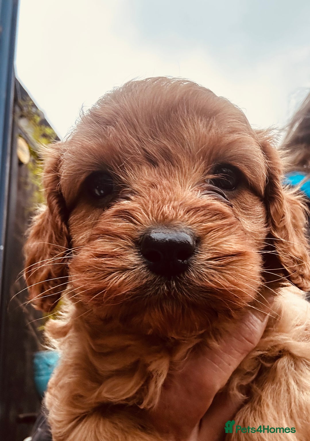 Cavapoo dogs for sale: Bright red not to curly f1 Cavapoo’s  - Advert 24